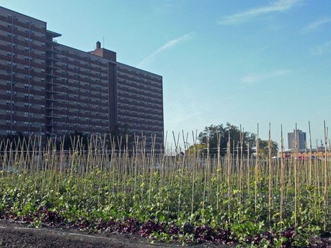 Riverview Towers and Ohio City Farm