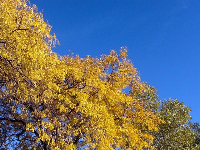 Yellow leaves against blue sky
