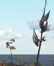 Milkweeds on the shore of Lake Erie