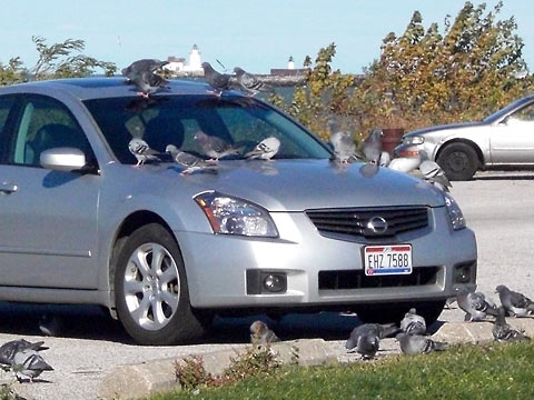 Gray car with seagulls all over the hood