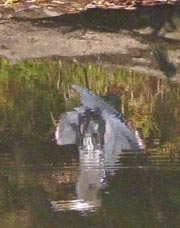 Reflection of heron in water
