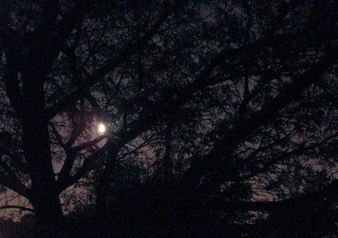 Night sky with tree branches and bright moon