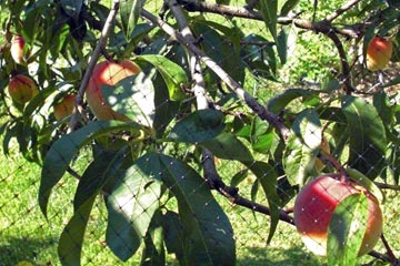 RIpe peaches on branches