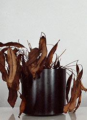 Detail of photo of dead plant from Bankrupt